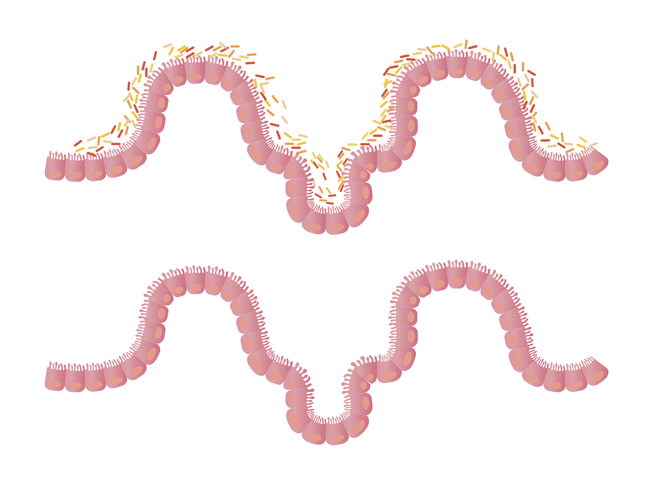 Afbeelding Probiotica: wat is het potentieel in de ouderenzorg?