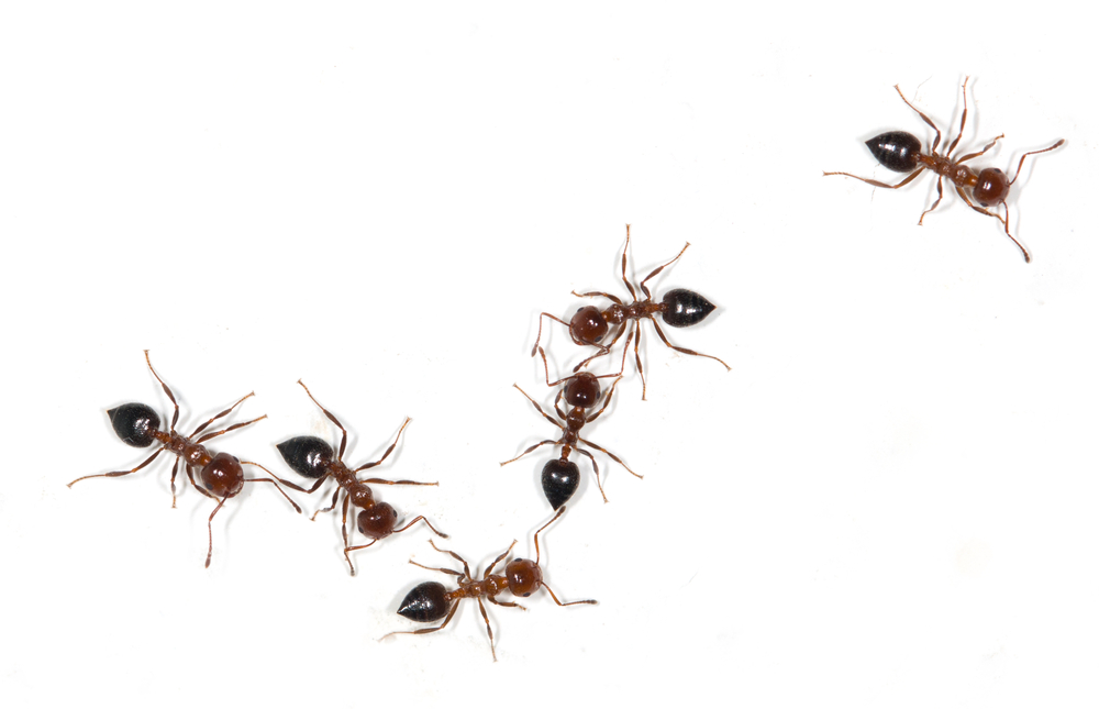 Afbeelding Entomofagie: insecten eten als oplossing voor de eiwitcrisis