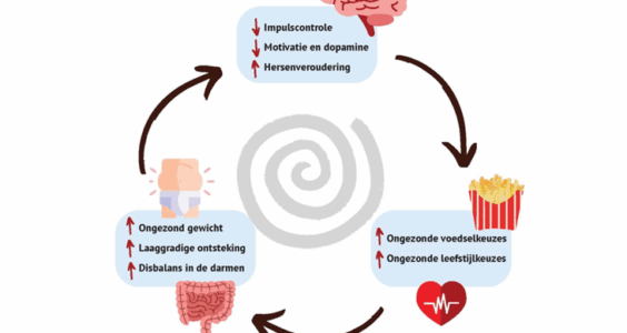 Afbeelding voor Voeding en de hersenen: tweerichtingsverkeer