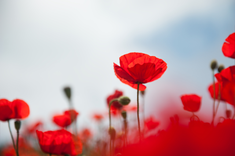 Afbeelding In memoriam: Dr. ir. Nel Reijven