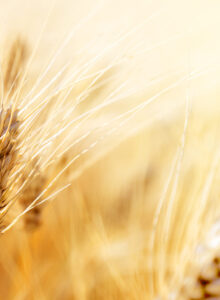Afbeelding voor Tarwe, brood, gluten en gezondheid: waar staan we anno 2024?