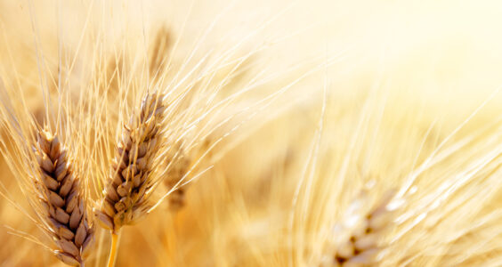 Afbeelding voor Tarwe, brood, gluten en gezondheid: waar staan we anno 2024?